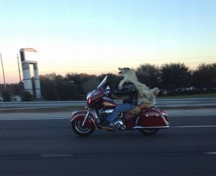 Подборка прикольных картинок (64 фото)