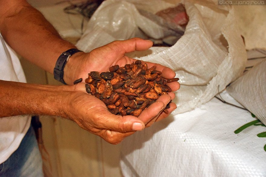 Как бразильцы выращивают органическое какао