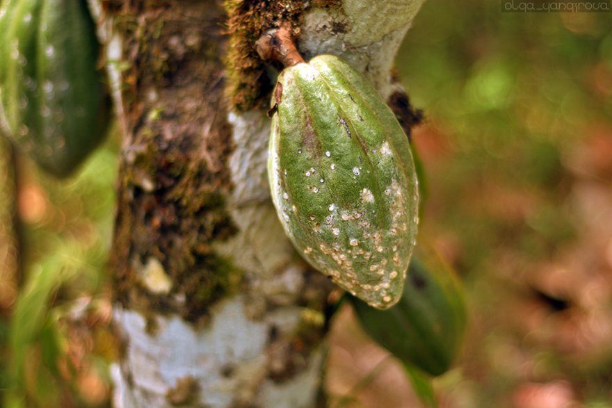 Как бразильцы выращивают органическое какао