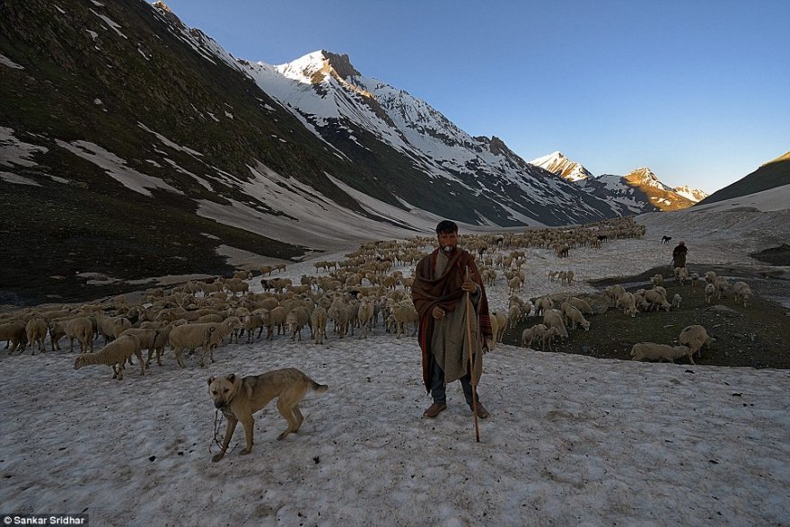 Как живёт кашмирский кочевой народ бакарвалы