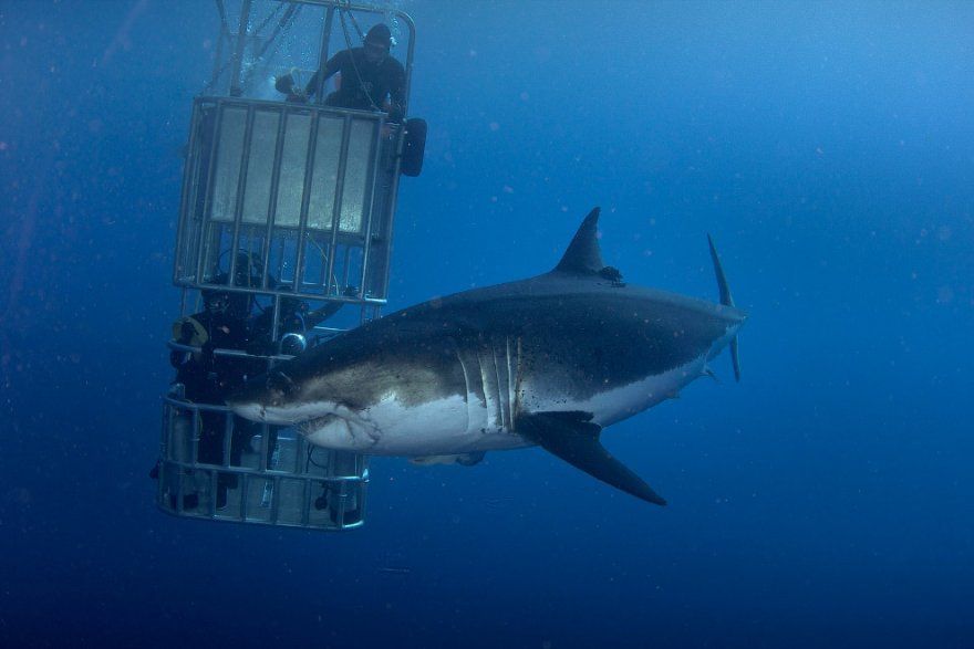 Как потрогать большую белую акулу