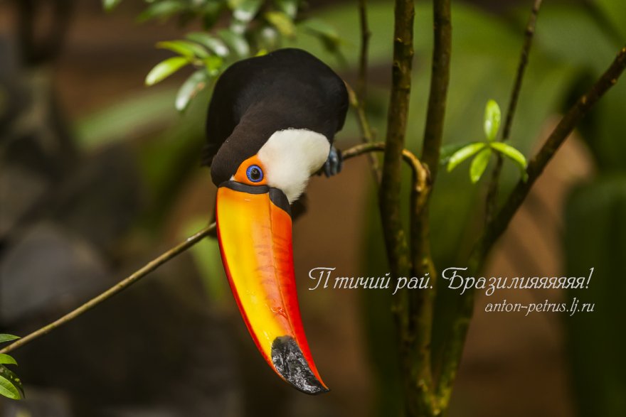 Тропический птичий рай