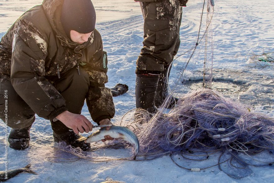 Работа рыбинспекторов на Байкале