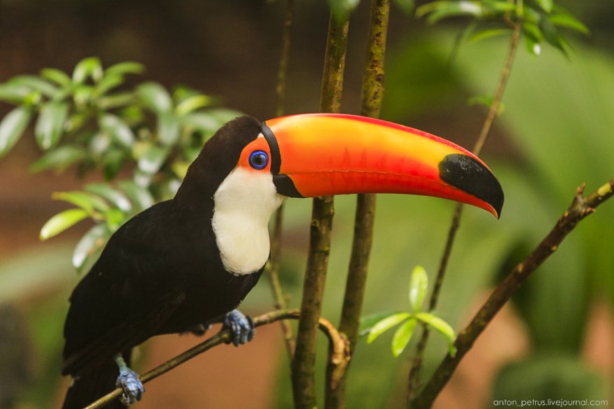 Тропический птичий рай