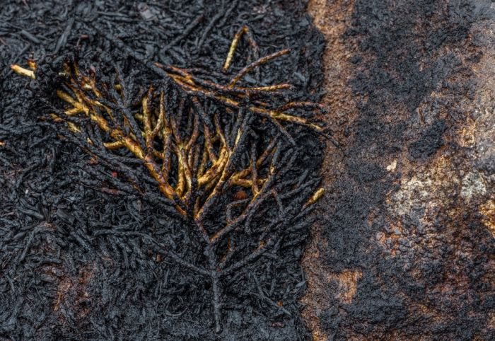 Тасмания пострадала от лесного пожара (16 фото)