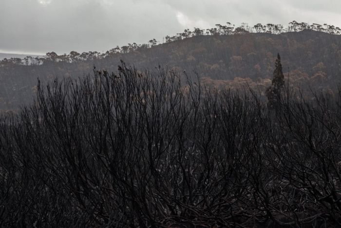 Тасмания пострадала от лесного пожара (16 фото)