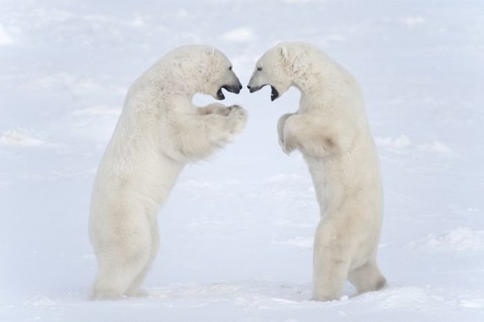 Фотограф провел 13 дней ожидания на 50-градусном морозе ради фото белых медведей (15 фото)