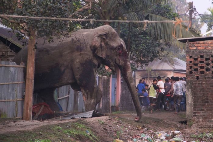 Cлон устроил погром в индийском городе Силигури (6 фото)