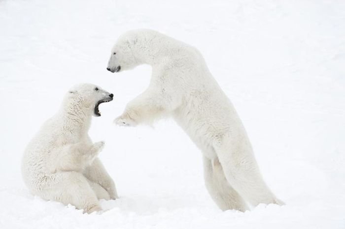Фотограф провел 13 дней ожидания на 50-градусном морозе ради фото белых медведей (15 фото)