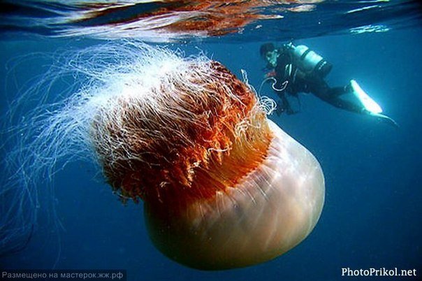 Самая крупная медуза