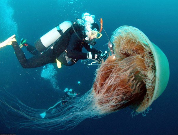 Самая крупная медуза