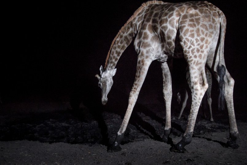 Африканские животные в естественной среде обитания на уникальных снимках с камер слежения