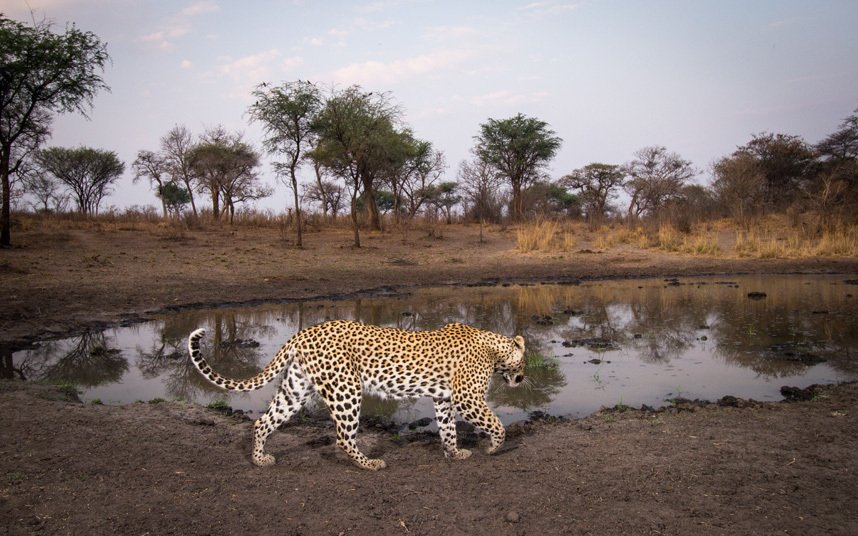 Африканские животные в естественной среде обитания на уникальных снимках с камер слежения