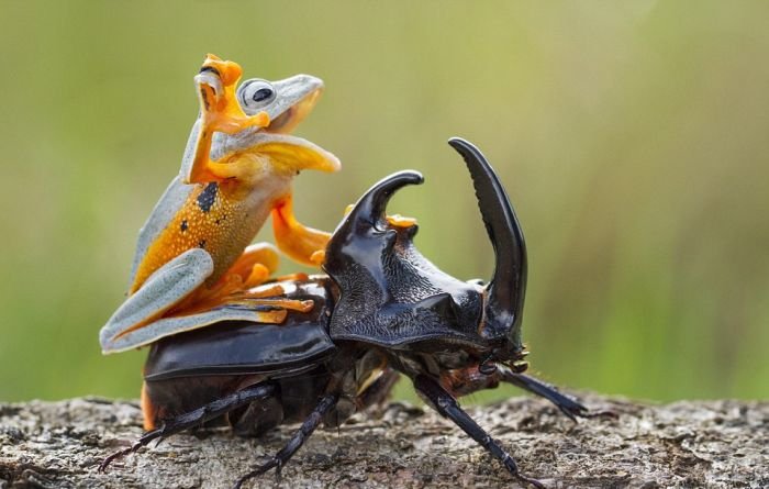 Лягушка верхом на жуке. Родео в миниатюре (6 фото)