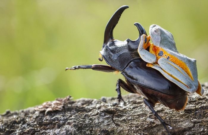 Лягушка верхом на жуке. Родео в миниатюре (6 фото)