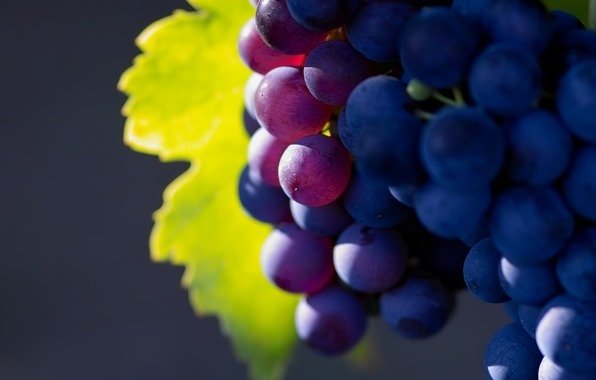 Выращиваем виноград в домашних условиях