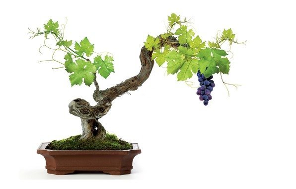 Выращиваем виноград в домашних условиях