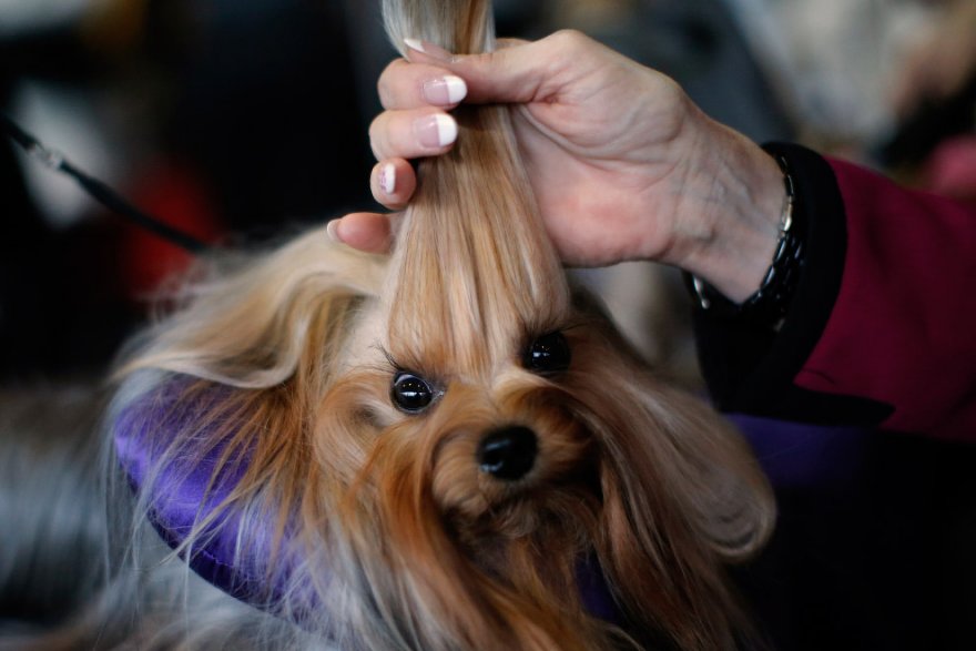 Выставка собак Westminster Kennel Club 2016