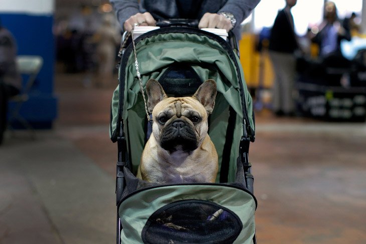 Выставка собак Westminster Kennel Club 2016