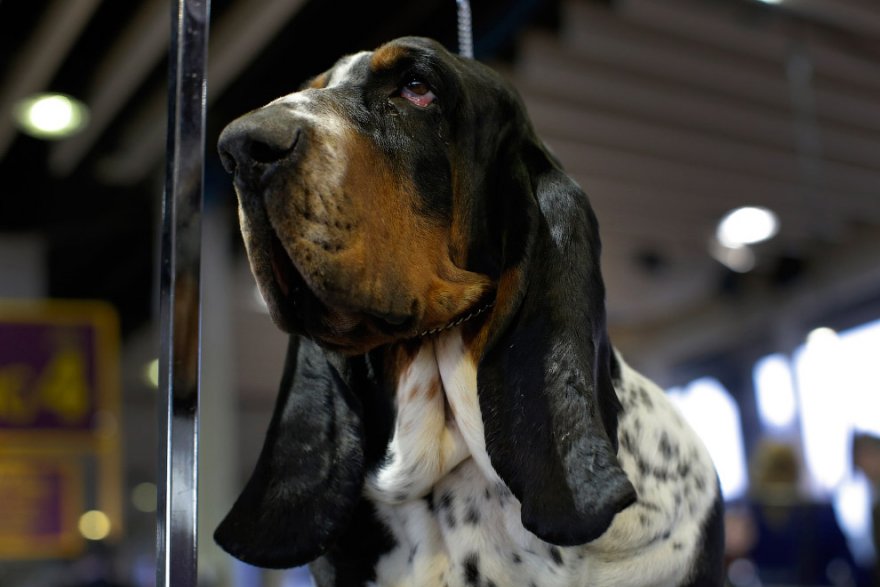 Выставка собак Westminster Kennel Club 2016