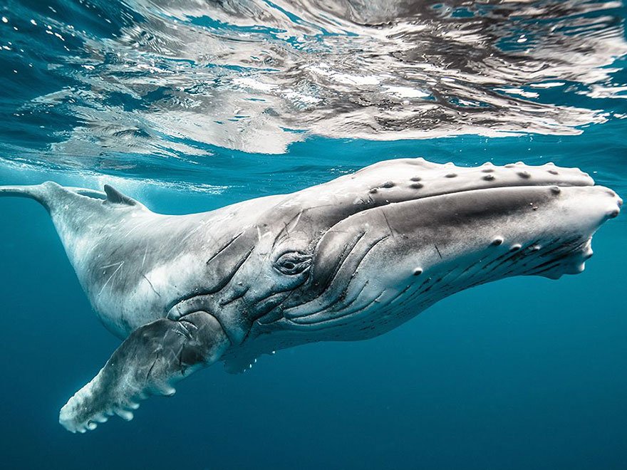 Красота и величественность китов