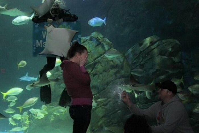 В океанариуме скат попытался сорвать помолвку (3 фото)