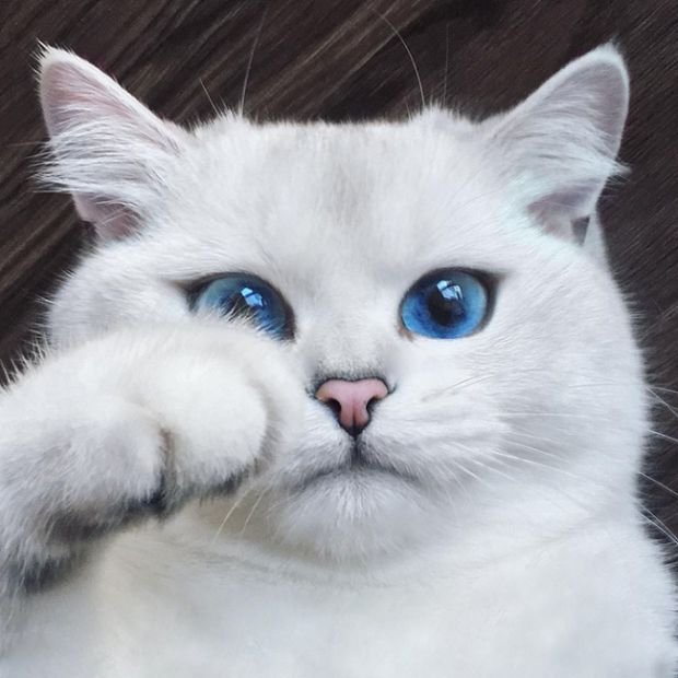 Кот с самыми красивыми глазами (17 фото)