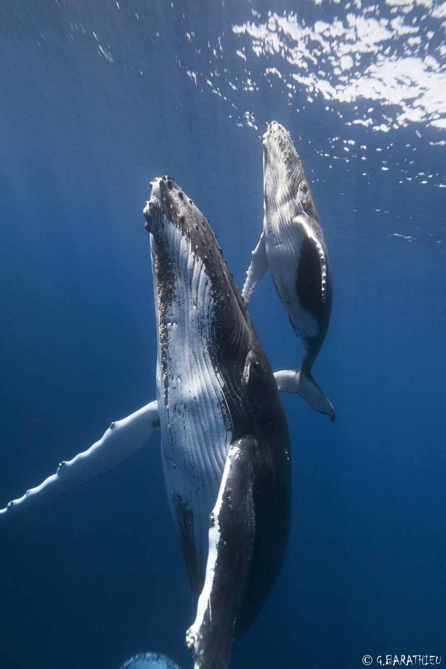 Красота и величественность китов