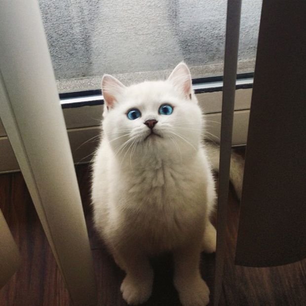 Кот с самыми красивыми глазами (17 фото)