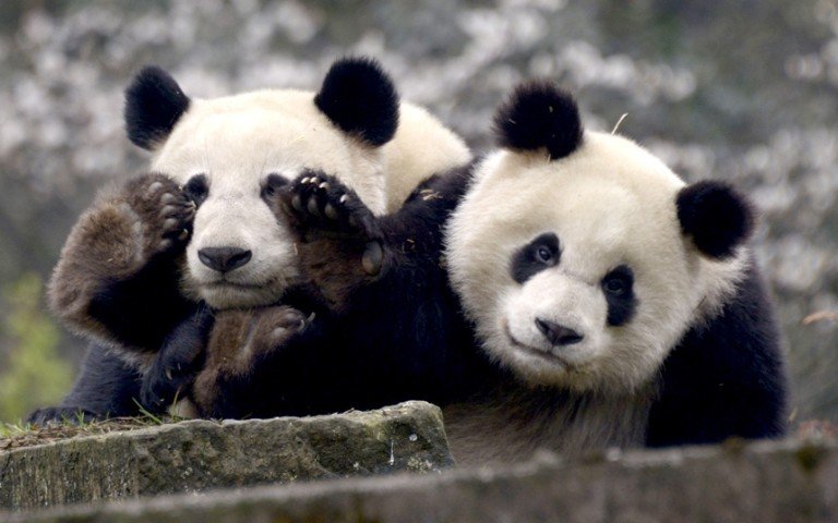 Милые панды умеют любить