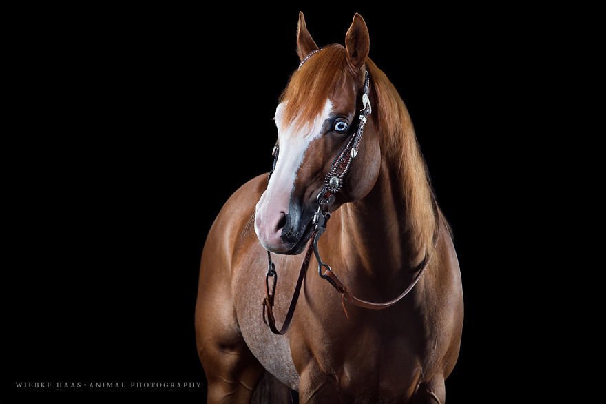 Потрясающие фотографии лошадей