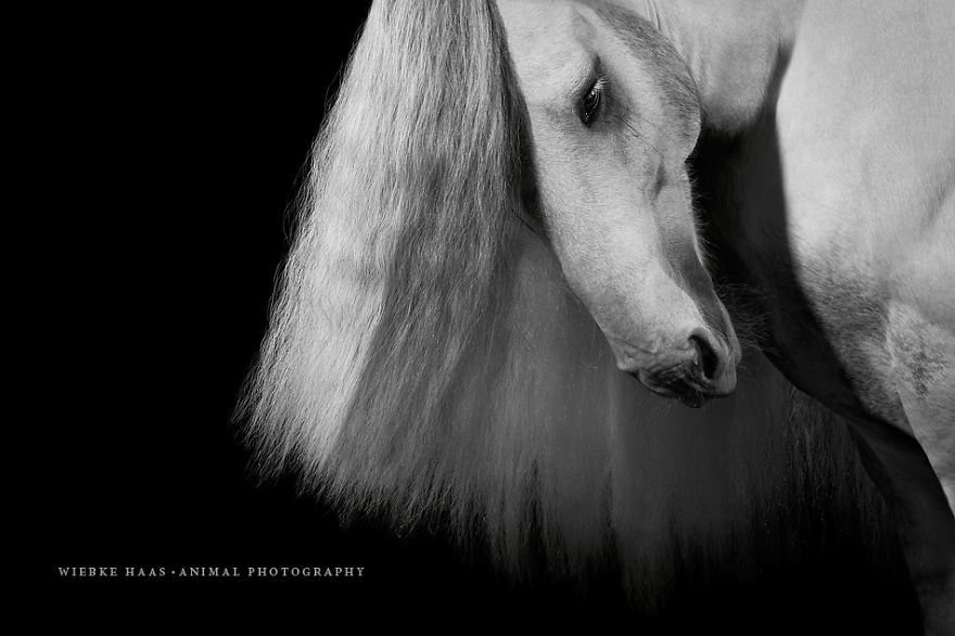 Потрясающие фотографии лошадей
