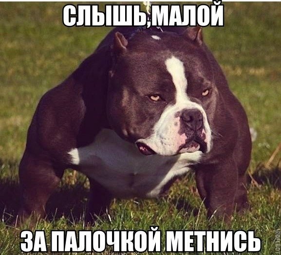 Мемы, для хорошего настроения