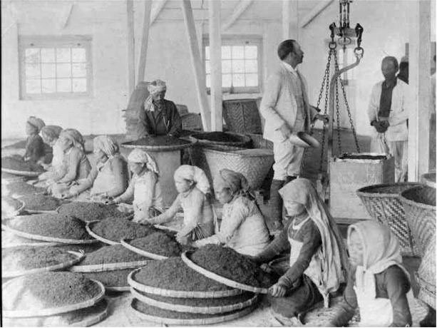 Как индусы собирают и производят чай