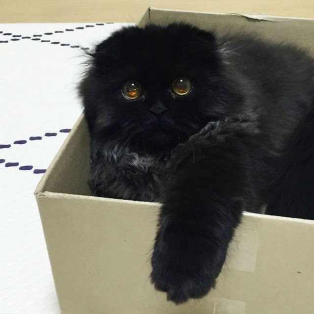 Удивленный кот по кличке Гимо (15 фото)