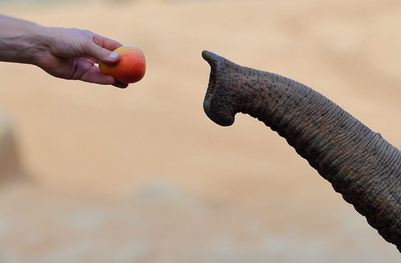 Потрясающие фотографии животных прошедшей недели
