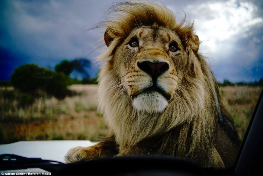 Шикарная фотосессия с участием диких львов для Mercedes-Benz