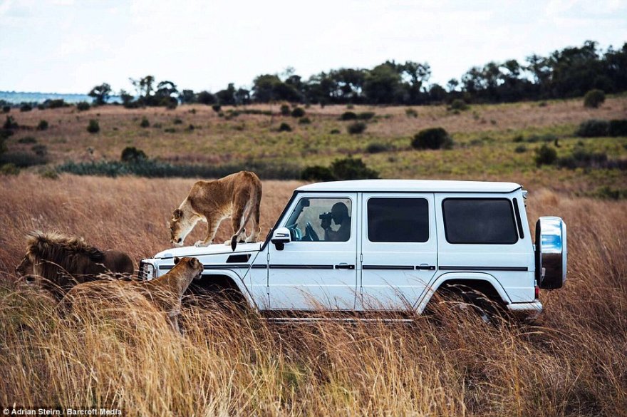Шикарная фотосессия с участием диких львов для Mercedes-Benz