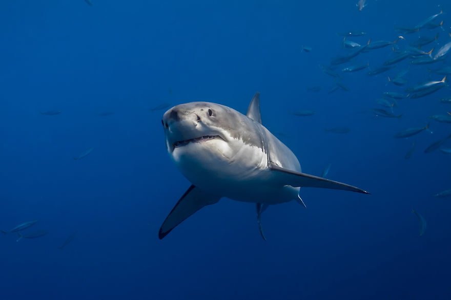 Джордж Пробст разрушает стереотипы о белых акулах