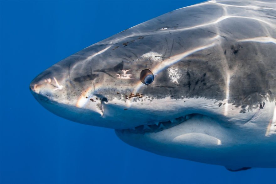 Джордж Пробст разрушает стереотипы о белых акулах