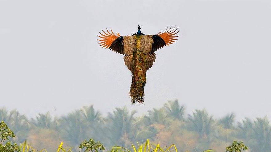 Как летают павлины