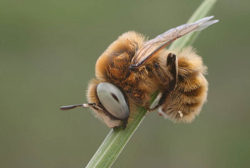 Спящие пчелы