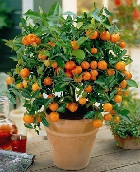 Выращиваем апельсиновое дерево из косточки