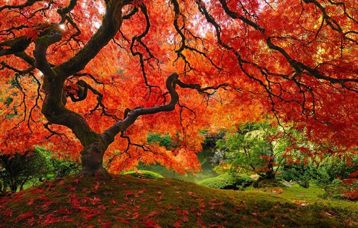 17 самых потрясающих деревьев в этом мире