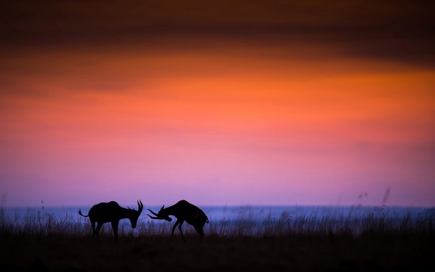 Международный конкурс Sony World Photography Awards 2016