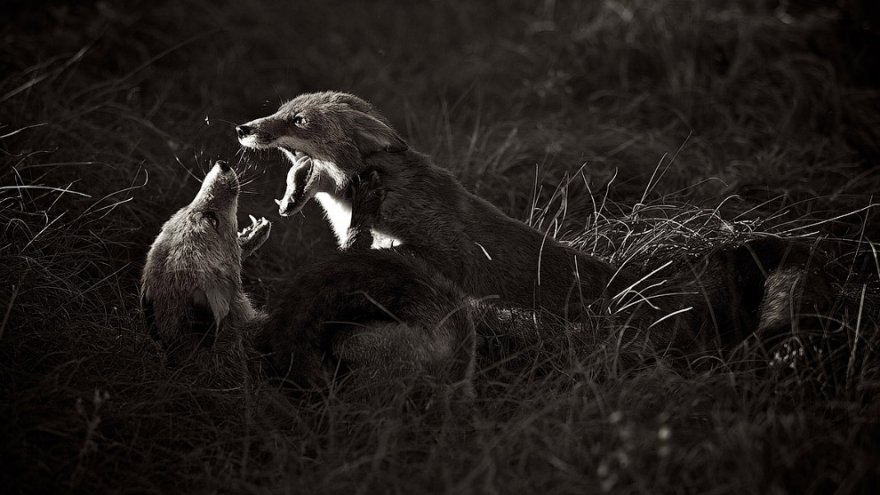 Международный конкурс Sony World Photography Awards 2016