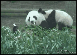 Гифки с неуклюжими пандами (15 гифок)