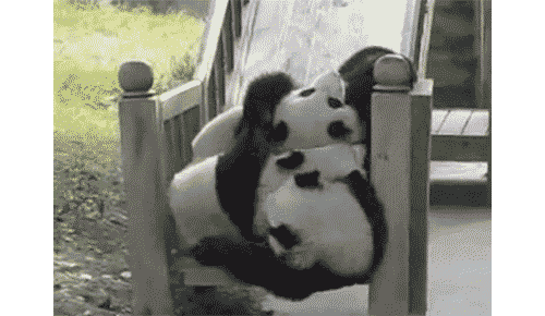 Гифки с неуклюжими пандами (15 гифок)