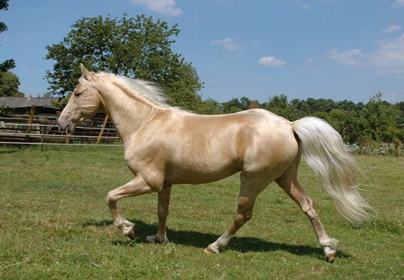 Cамая редкая и удивительная порода лошадей кремовой или изабелловой масти
