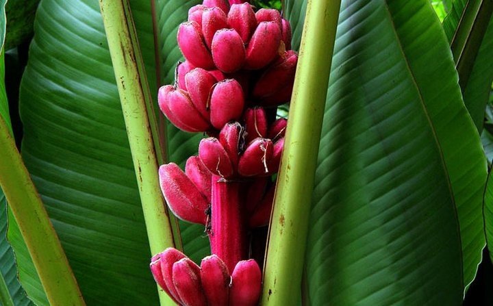 Низкокалорийные красные бананы